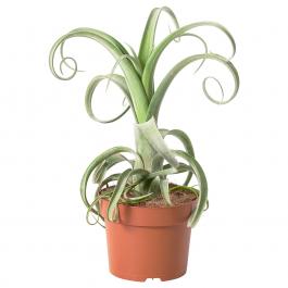 Комнатное растение TILLANDSIA 204.924.07 IKEA (ИКЕА ТИЛЛАНДЗИЯ), фото