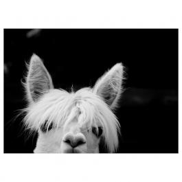 Картина  PJATTERYD 805.076.89 IKEA (ИКЕА ПЯТТЕРИД), фото