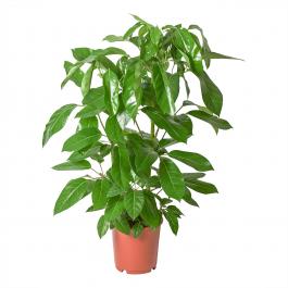 Жива рослина SCHEFFLERA ACTINOPHYLLA 604.488.46 IKEA (ИКЕА SCHEFFLERA ACTINOPHYLLA), фото