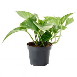 Живое растение EPIPREMNUM 305.005.91 IKEA (ИКЕА EPIPREMNUM), фото