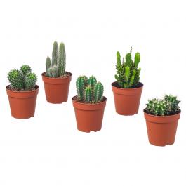 Живое растение CACTACEAE 003.109.60 IKEA (ИКЕА CACTACEAE), фото