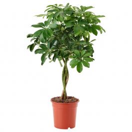 Живое растение SCHEFFLERA ARBORICOLA 904.085.42 IKEA (ИКЕА SCHEFFLERA ARBORICOLA), фото
