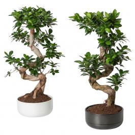 Живое растение FICUS MICROCARPA GINSENG 204.800.70 IKEA (ИКЕА ФИКУС MICROCARPA GINSENG), фото