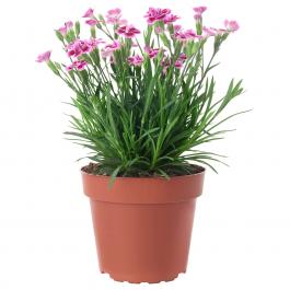 DIANTHUS 504.933.92 IKEA (ИКЕА ДИАНТ), фото