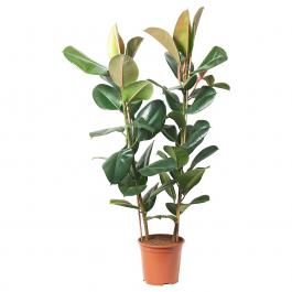 Живое растение FICUS ELASTICA ROBUSTA 804.952.00 IKEA (ИКЕА ФИКУС ЭЛАСТИКА РОБУСТА), фото