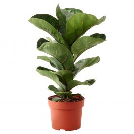 Комнатное растение FICUS LYRATA BAMBINO 104.853.65 IKEA (ИКЕА ФИКУС ЛИРАТА БАМБИНО), фото